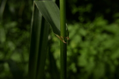 Thinopyrum elongatum