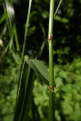 Thinopyrum elongatum