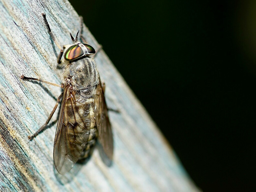 Hybomitra nigricornis