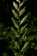 Thinopyrum elongatum