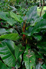 Philodendron davidsonii