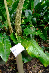Philodendron davidsonii