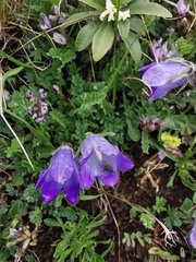 Campanula tridentata