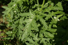 Phytomyza bipunctata