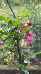 Fuchsia × hybrida