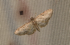 Eupithecia inturbata