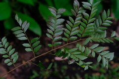 Dilodendron costaricense