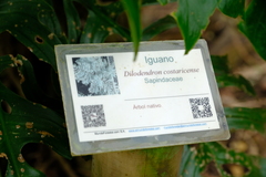 Dilodendron costaricense
