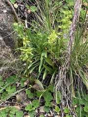 Platanthera mandarinorum pachyglossa