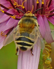 Anthophora canescens