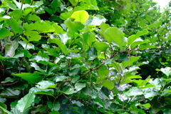 Coccoloba caracasana