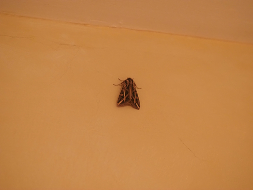 Girdler Moth photo 6