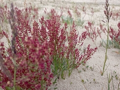 Rumex graminifolius
