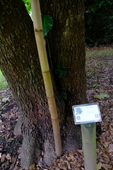 Coccoloba caracasana