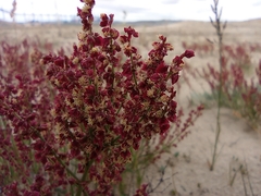 Rumex graminifolius