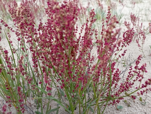 Image of Rumex graminifolius by no rights reserved
