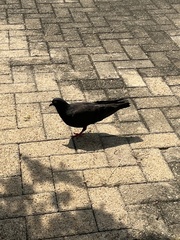 Columba livia domestica