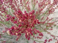 Rumex graminifolius