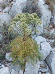 Portenschlagiella ramosissima