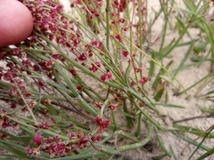 Rumex graminifolius