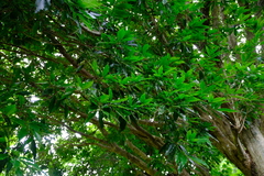 Quercus lancifolia