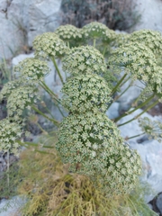 Portenschlagiella ramosissima