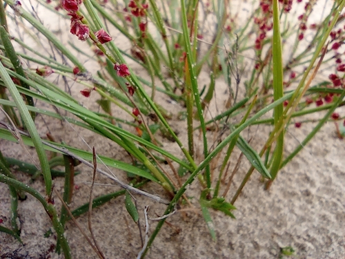 Image of Rumex graminifolius by no rights reserved