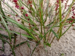 Rumex graminifolius