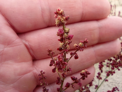 Image of Rumex graminifolius by no rights reserved