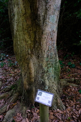Quercus lancifolia