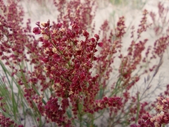 Rumex graminifolius