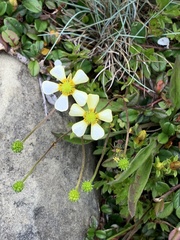 Ranunculus formosa-montanus