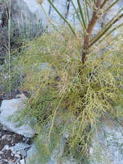 Portenschlagiella ramosissima