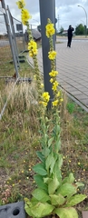 Verbascum