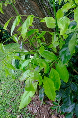 Platymiscium