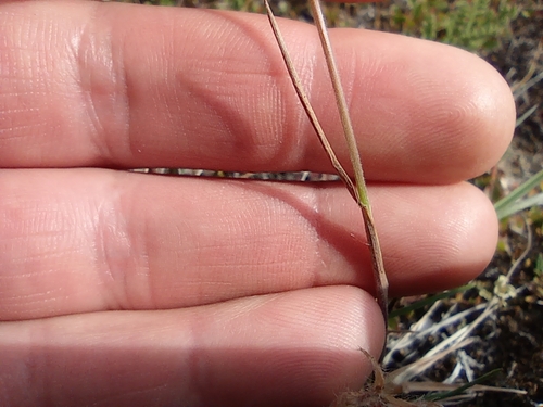 Image of Koeleria asiatica by no rights reserved