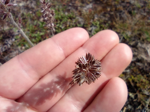 Image of Koeleria asiatica by no rights reserved