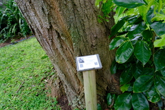 Platymiscium