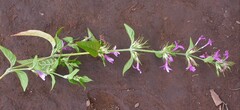 Hypoestes triflora