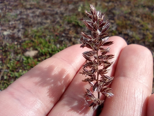 Image of Koeleria asiatica by no rights reserved