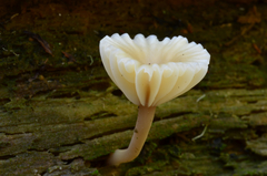 Lichenomphalia umbellifera image