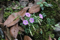 Gentiana rubicunda