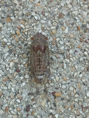 Dundubia