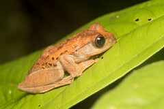 Leptomantis harrissoni