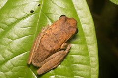 Leptomantis harrissoni