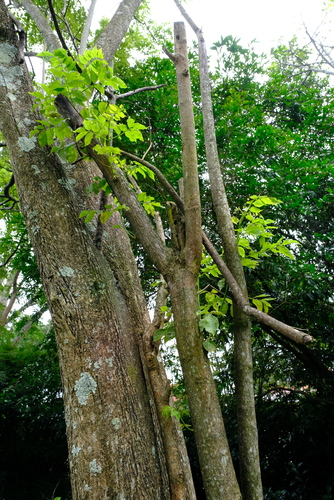 Gliricidia sepium - Whole tree