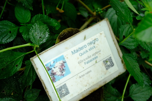 Gliricidia sepium - Leaves