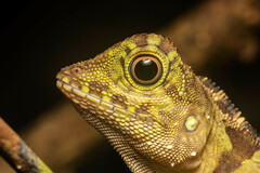 Gonocephalus liogaster