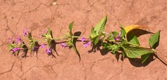 Hypoestes triflora