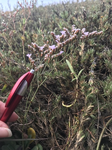 iNaturalist observation photo of Sea-Lavenders
